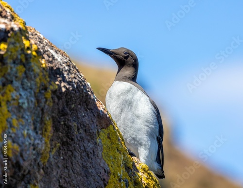 Closeup shot of a cute murres seabird on the beach photo