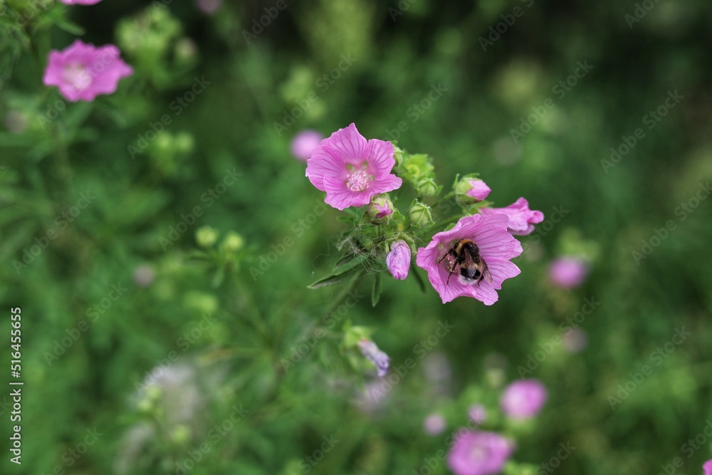 Lavatera trimestris. Beautiful, delicate pink flowers lavater. Lavatera trimestris. Beautiful, delicate pink flowers lavater.