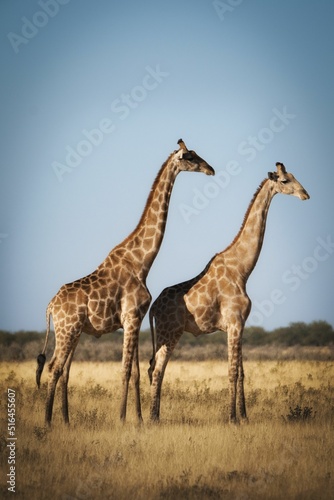 Photography Vertical shot of two giraffes standing in the animals park under cloudless sky