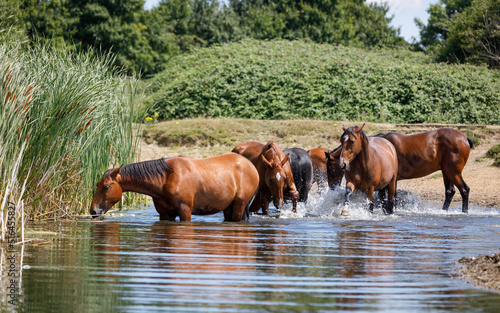 Horses in water. A herd of bay horses in a pond of fresh water, grazing on bulrushes and splashing, playing and cooling down on a hot summer's day in England July 2022