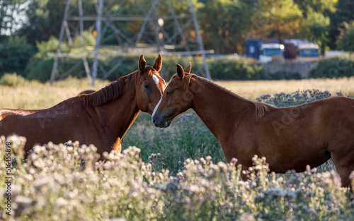 Two bay horses nuzzle together in a display of affection under warm, late afternoon light in a field of dry grasses. shallow depth of field. Head and neck. rear stallion in focus