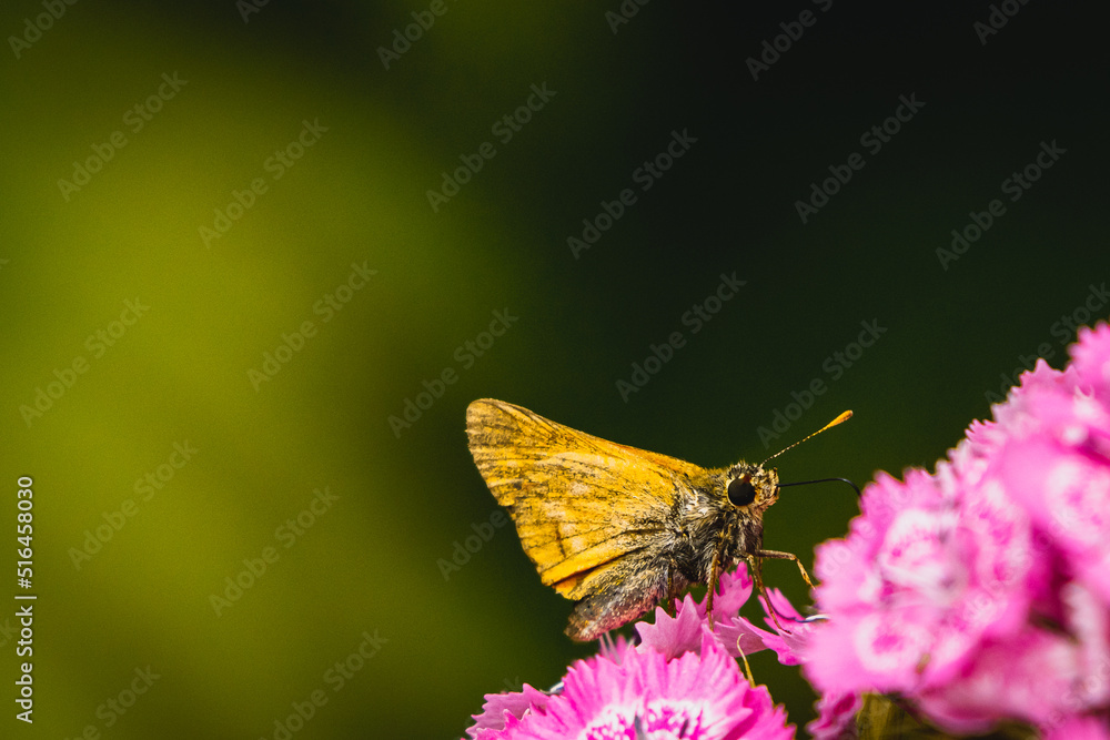 Obraz premium butterfly