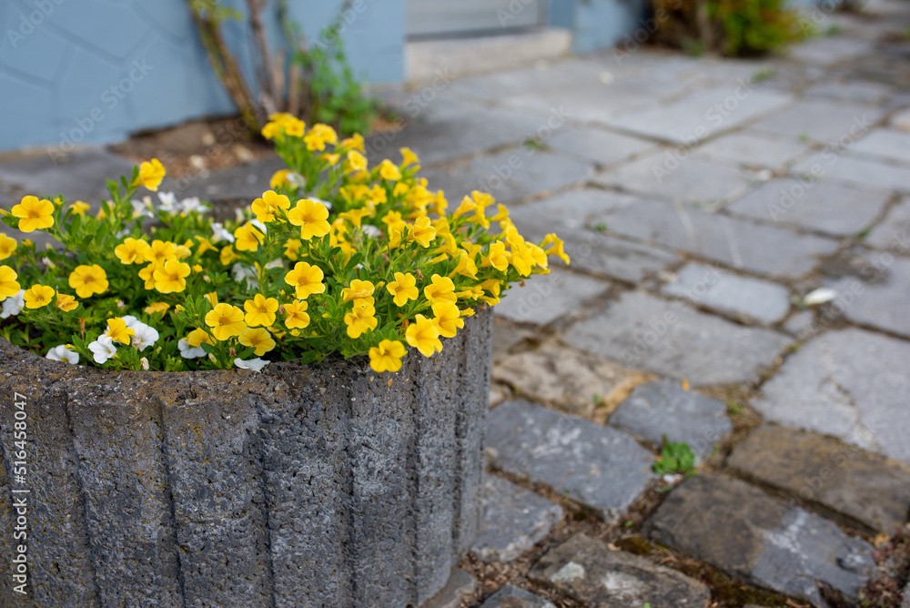 Beautifully blooming surfinias - overhanging petunias of yellow color in a flower box
