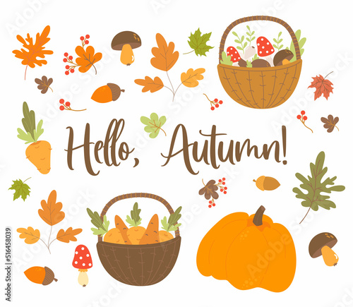 Vector set Hello, Autumn. Autumn harvest, wicker basket with forest mushrooms and carrots, edible mushroom and acorn, pumpkin, and autumn leaves. Isolated elements for fall decor, design, print.
