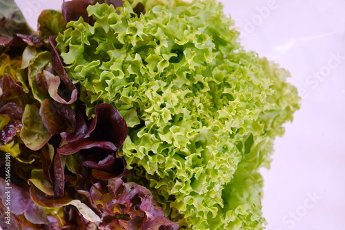 a bunch of assorted fresh lettuce in plastic packaging on a blue background 