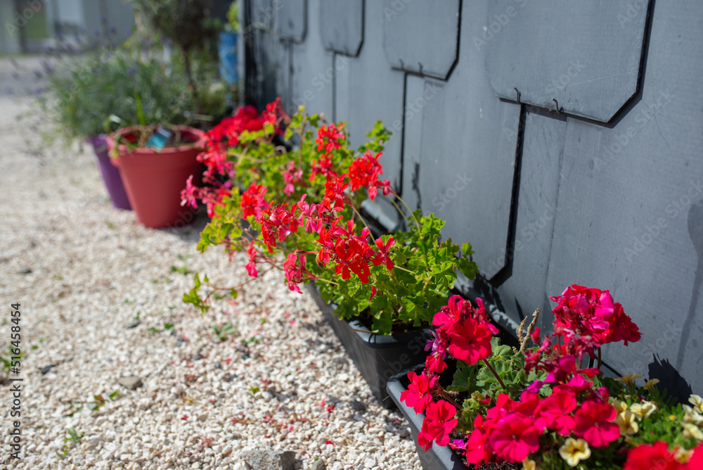 Naklejka premium Red garden geranium flowers in pot , close up shot geranium flowers, pelargonium
