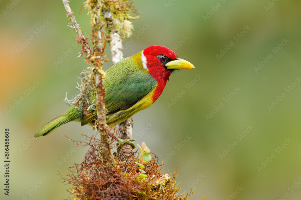 Obraz premium Red-headed Barbet - Eubucco bourcierii colorful bird in the family Capitonidae, found in humid highland forest in Costa Rica and Panama, Andes in western Venezuela, Colombia, Ecuador and Peru