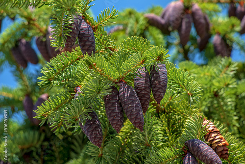 Needles and cones of Picea mariana, black spruce.
 photo