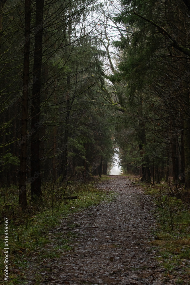 Fototapeta premium Weg von Waldarbeitern in Mischwald Plantage an einem feuchten Tag im Herbst 