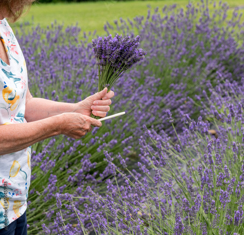 Woman cutting bunch of lavender plants in blossom from a lavender farm