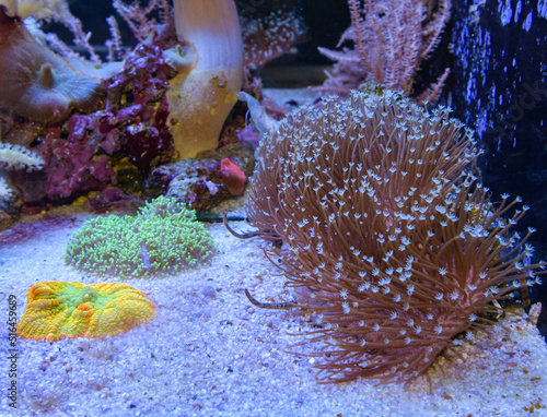 Marine aquarium with coral reefs and fishes (Euphyllia torch coral) photo