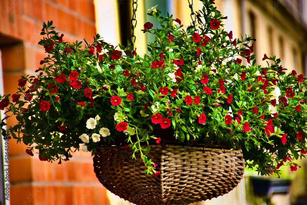 Obraz premium Red Flowers