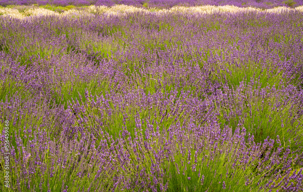 Lavender plants in blossom cultivated in a small farm in Maryland