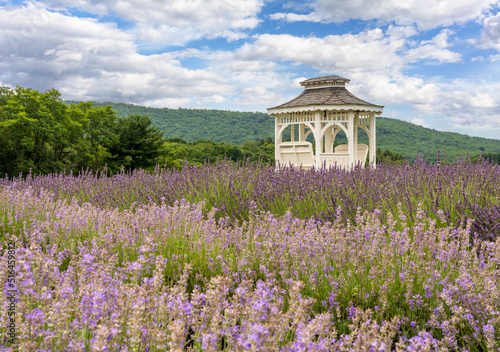 Lavender plants in blossom cultivated in a small farm in Maryland with white gazebo offering shade and relaxation