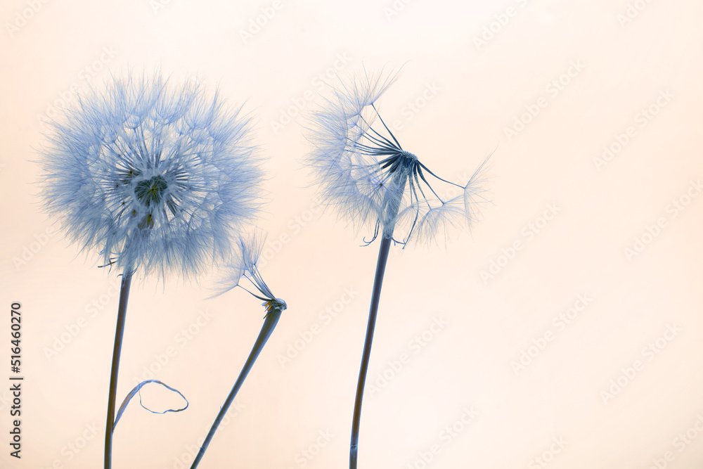 dandelion seeds fly from a flower on a colored background. botany and flowering reproduction