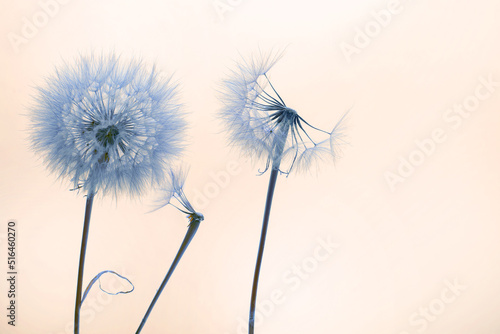 dandelion seeds fly from a flower on a colored background. botany and flowering reproduction © photosaint