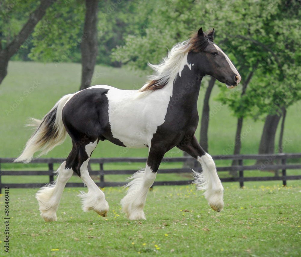Gypsy Vanner Horse colt in pasture
Gypsy Vanner Horse colt in pasture