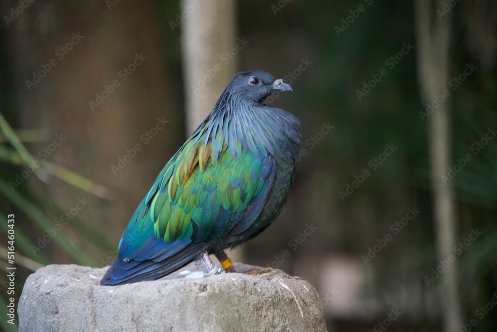 Obraz premium Bird 