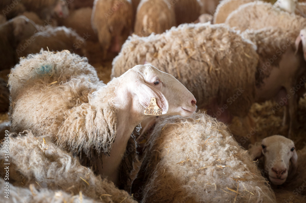 Fototapeta premium Flock of sheep in stable. High quality photography