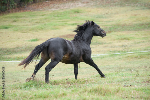 Connemara Pony stallion running in green pasture