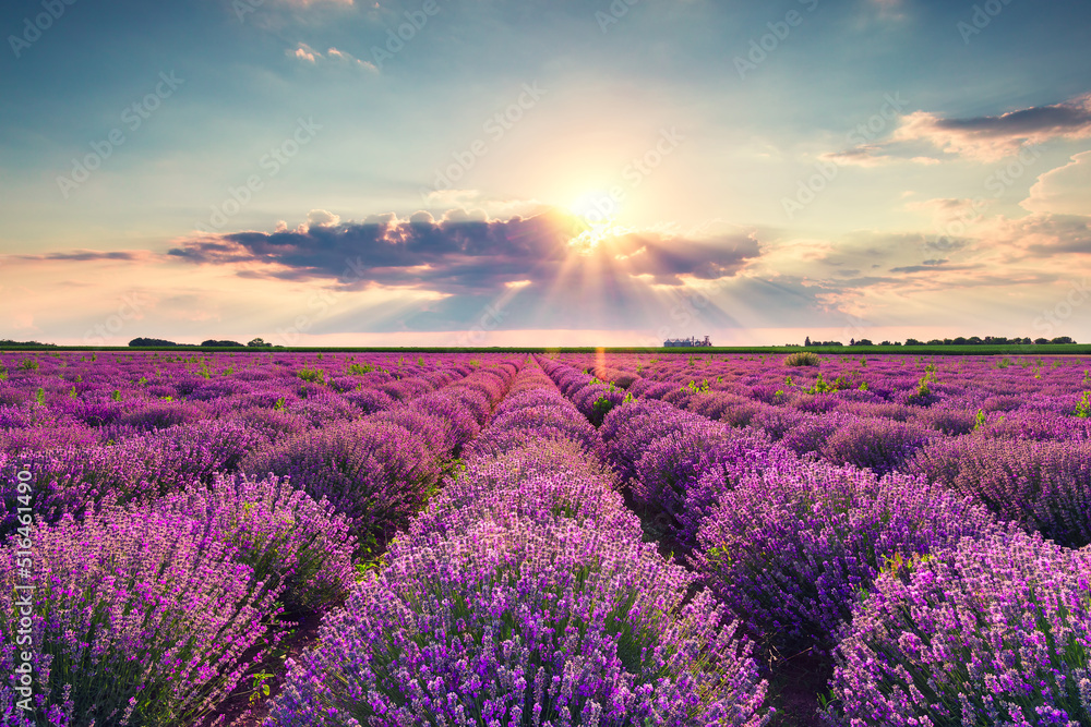 Lavender flower blooming fields in endless rows. Sunset shot. - obrazy, fototapety, plakaty 