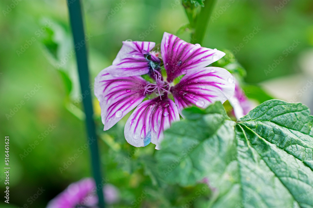 Purple and white colored mallow (Malva neglecta) flower on a blurred background of green leaves -01
