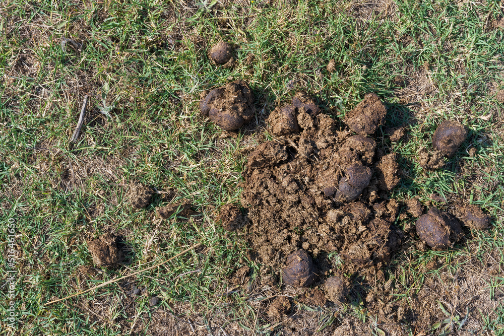 Dry dung of free-running horses on green grass Dry dung of free-running horses on green grass
