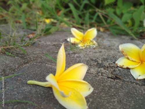 Fototapeta Naklejka Na Ścianę i Meble -  yellow crocus flower