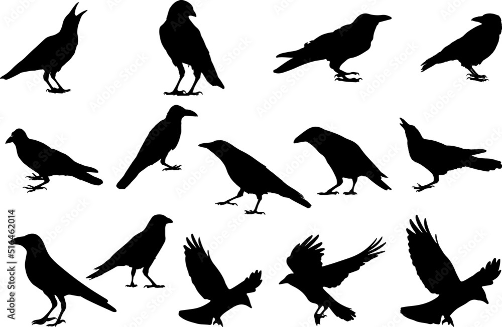 Naklejka premium The set of crow silhouette - animal silhouette