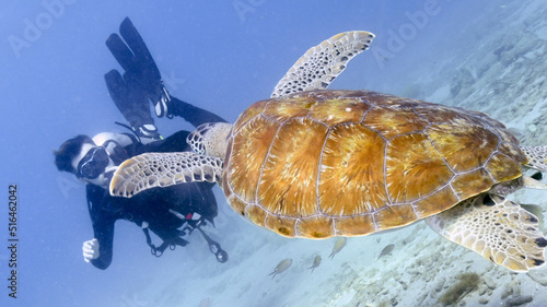 Εκτύπωση καμβά A Young Scuba Dive Watches a Green Turtle While Diving in Curacao