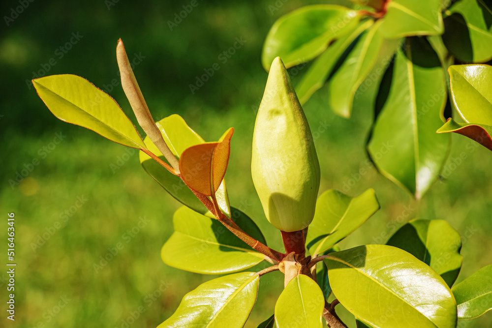Obraz premium Tree branch with magnolia flowers. Magnolia flower bud in early spring. The beginning of the magnolia bloom. Magnolia tree with young flower buds on a green background