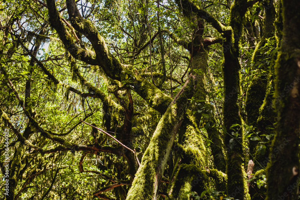 Obraz premium Trees in the old tropical forest