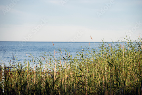 grass on the beach  norrland  sverige sweden