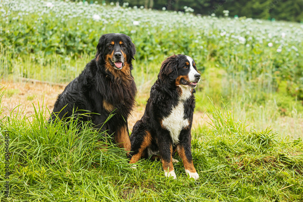 male dog hovawart black and gold with young female Bernese Mountain Dog