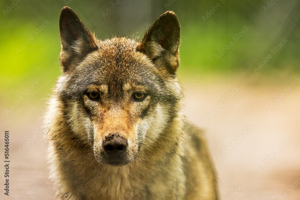 Eurasian wolf (Canis lupus lupus) nice portrait