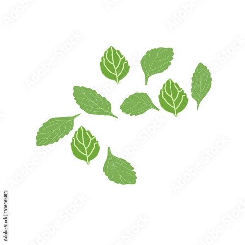 green mint leaves isolated on white