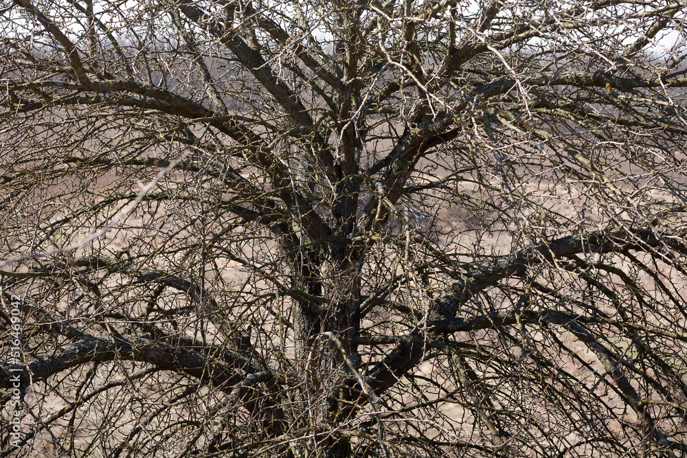 Spring, the silhouette of an old huge pear tree without leaves against the background of dry grass. Spring, the silhouette of an old huge pear tree without leaves against the background of dry grass.