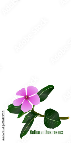 Catharanthus roseus plant with pink flower isolated on white. This plant's name knowledge as Çəhrayı qıfotu ,Chi Dừa cạn Madagascar , 長春花屬 , بفتة . This plant is herbal plant or herbal medicine