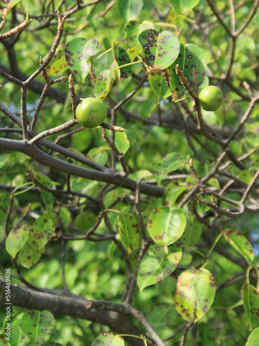 Fruits of manchineel tree (Hippomanne mancinella) from the beaches of Costa Rica photo