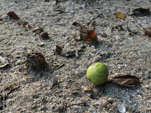 Fruit of manchineel tree (Hippomanne mancinella) from the beaches of Costa Rica photo