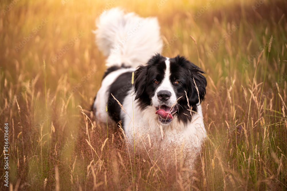 Pies rasy landseer podczas spaceru po łące - obrazy, fototapety, plakaty 
