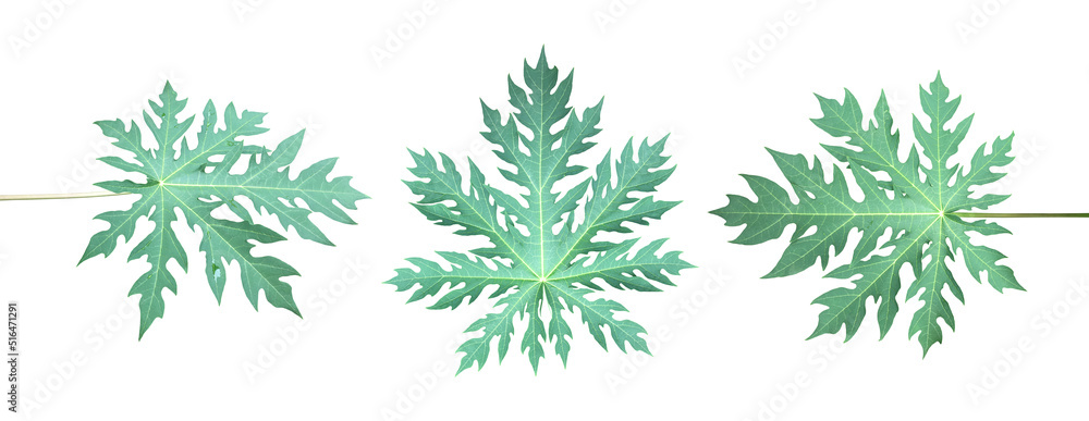 Isolated a single fresh papaya leaf with clipping paths.	
