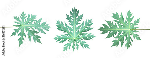 Isolated a single fresh papaya leaf with clipping paths. 