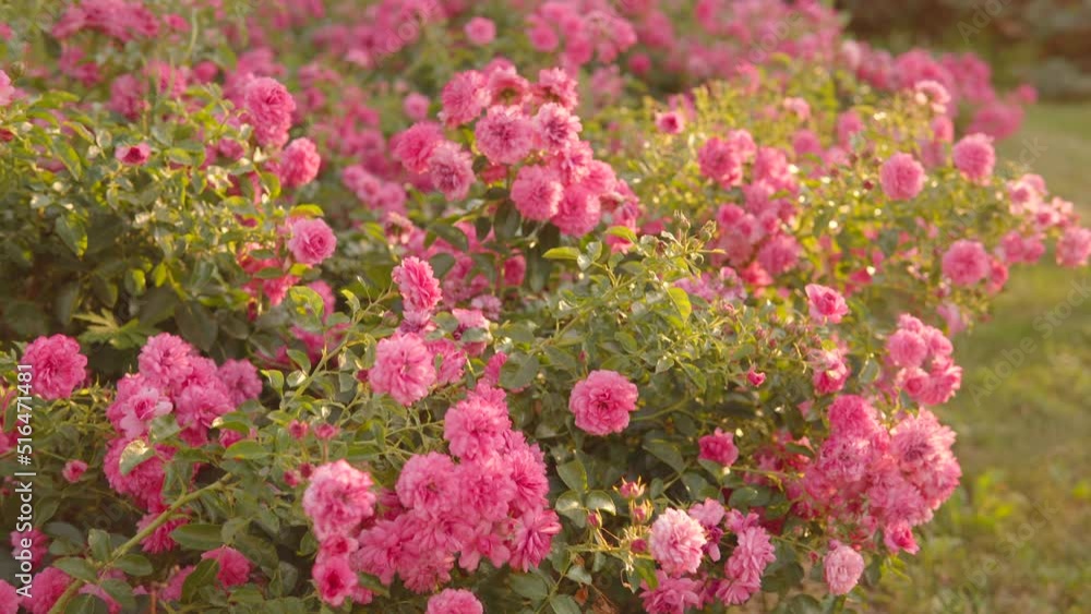 Beautiful pink roses in the city. Nature background, close-up, outdoors, evening light. Beautiful pink roses in the city. Nature background, close-up, outdoors, evening light.