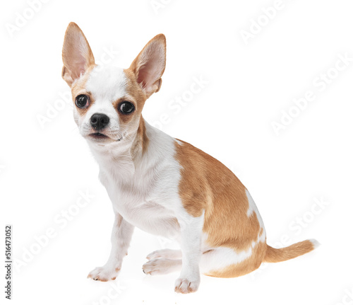 Beautiful and cute white and brown mexican chihuahua dog over isolated background. Studio shoot of purebreed miniature chihuahua puppy. © Krakenimages.com