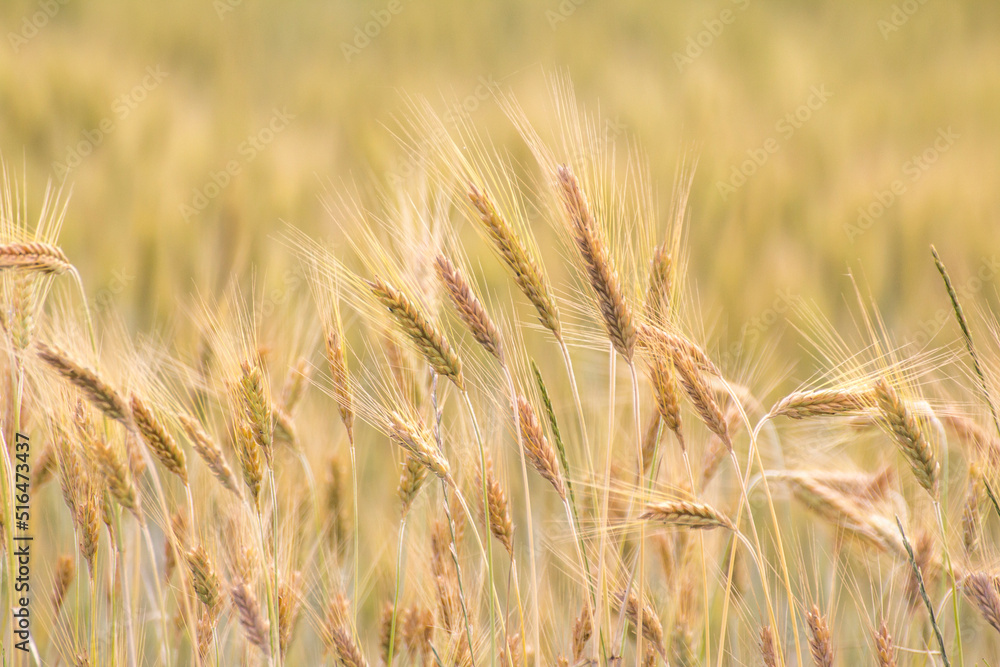 Ears of wheat against the background of other ears of wheat Ears of wheat against the background of other ears of wheat