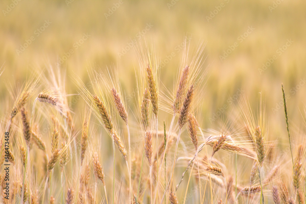 Ears of wheat against the background of other ears of wheat Ears of wheat against the background of other ears of wheat