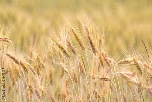 Ears of wheat against the background of other ears of wheat © Paulina