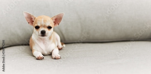 Beautiful small dog chihuahua lying resting sitting on the sofa at home