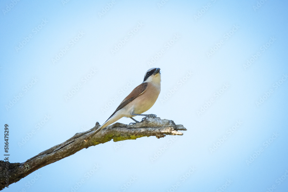 Obraz premium Neuntöter